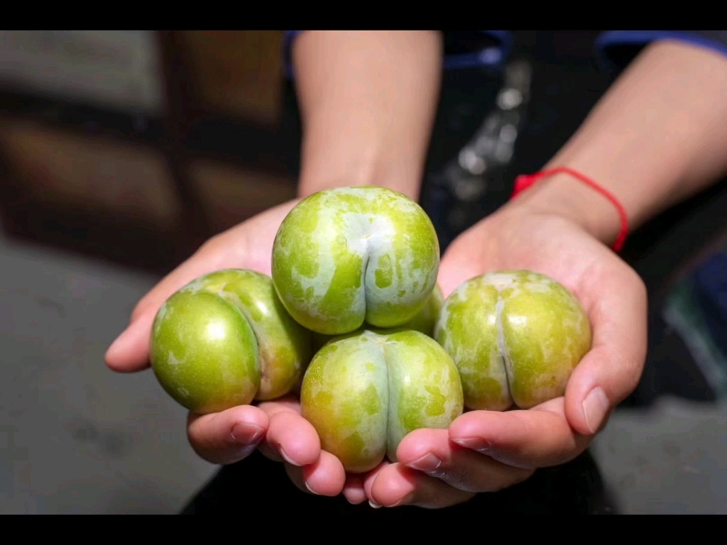 六马蜂糖李果形大果顶平缝合线明显果皮浅黄绿色果