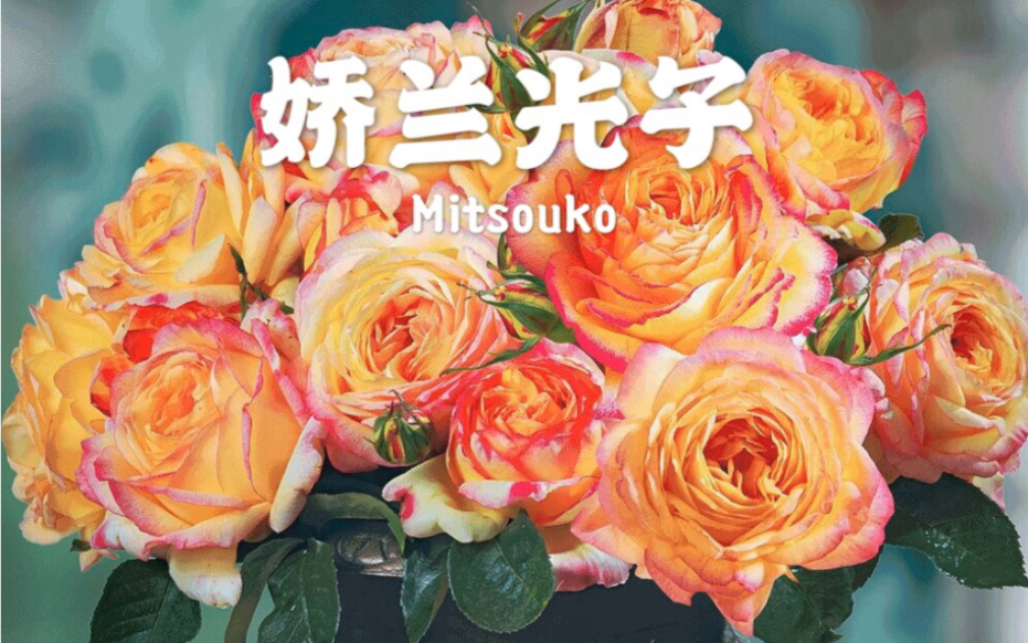 娇兰光子蝴蝶夫人–戴尔巴德月季