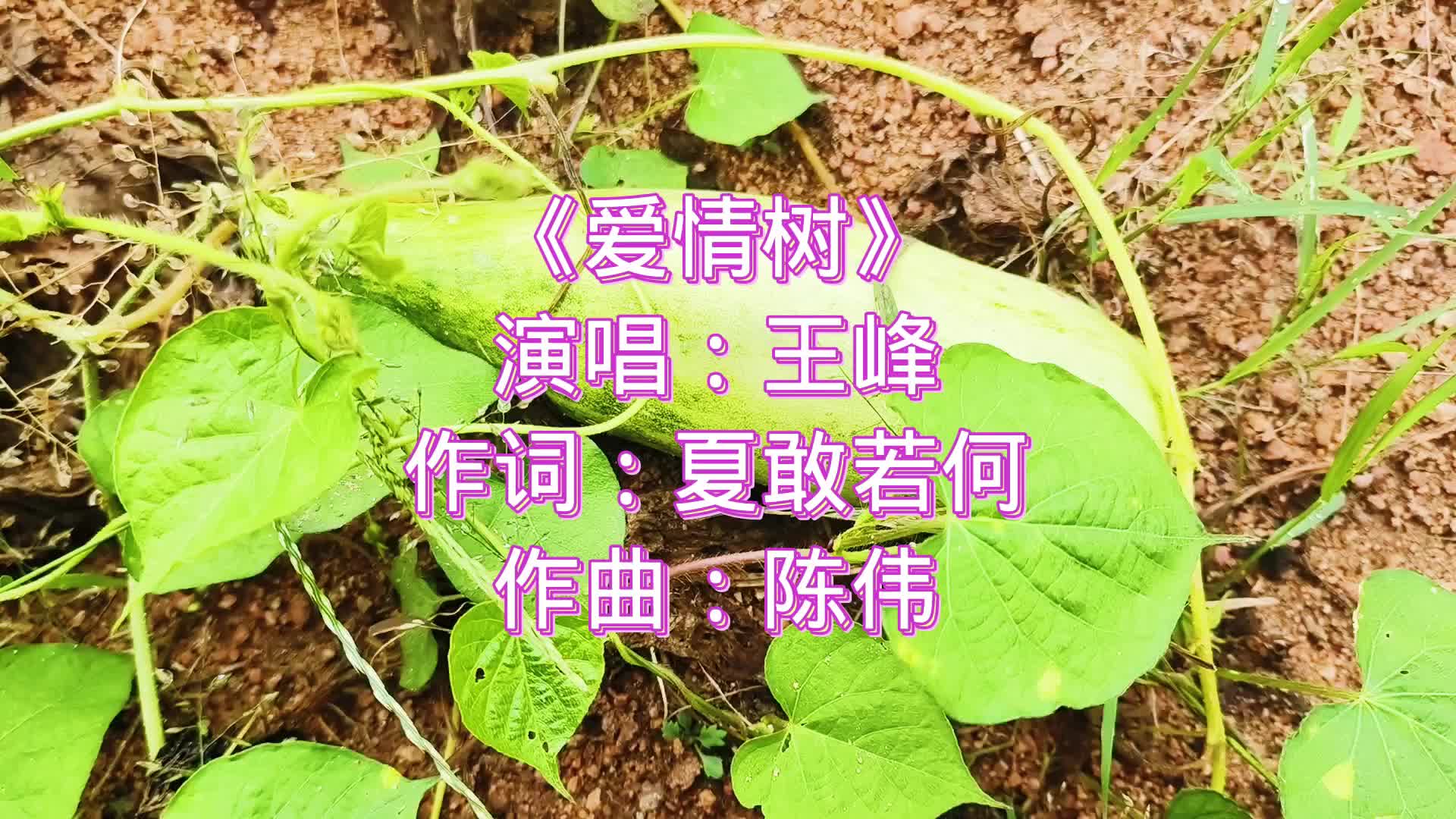 《爱情树》