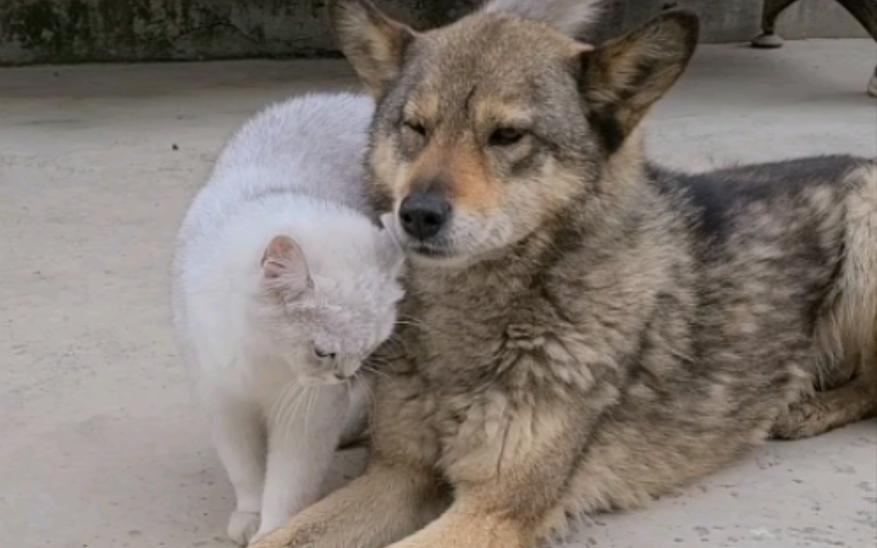 [图]小猫粘小狗，小狗粘爷爷