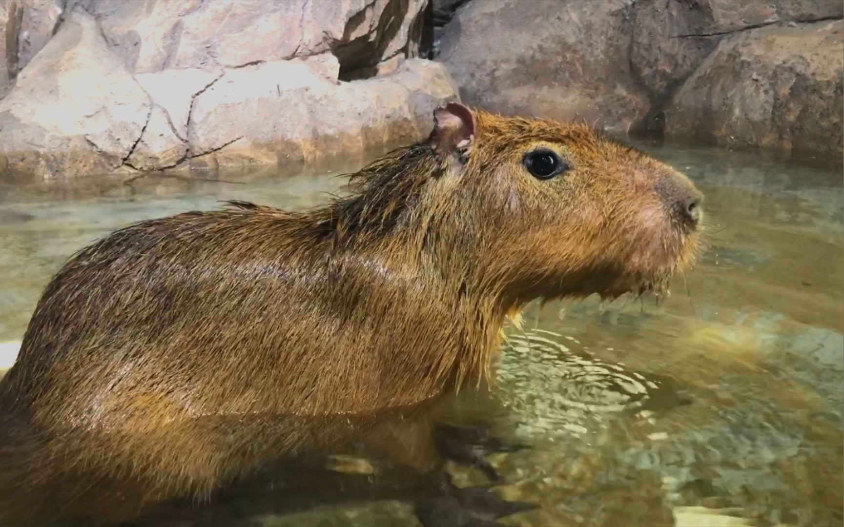 清凉一夏 来看豚豚子泡澡吧～_哔哩哔哩_bilibili