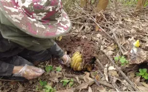 Video herunterladen: 蜂王出世！很多人都没见过，帮小蜜蜂搬家还能遇到这样的事