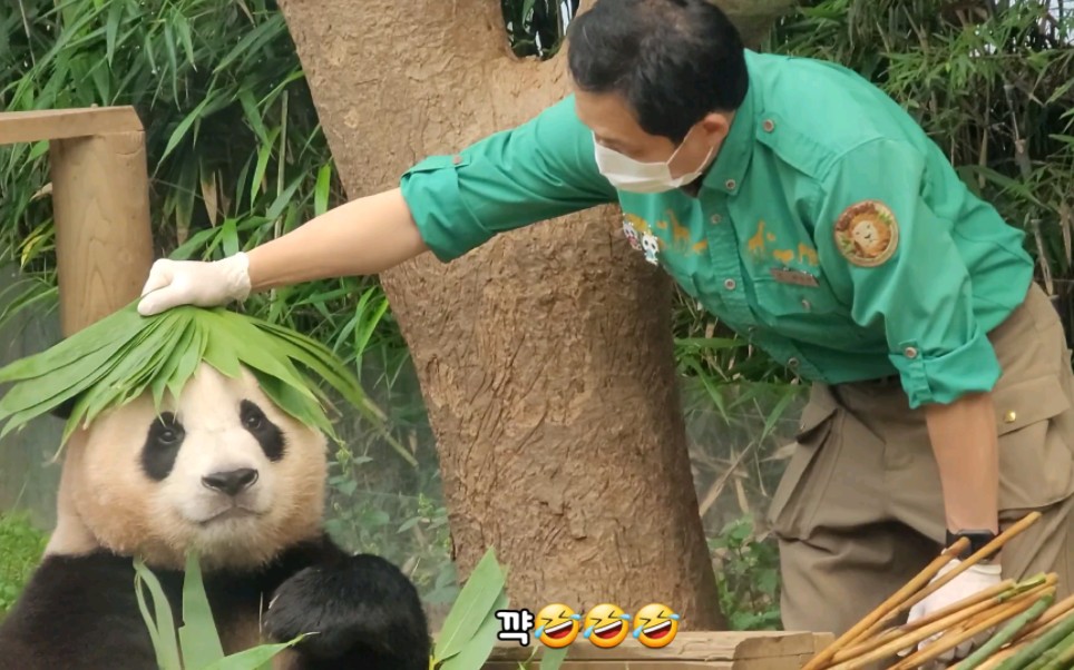 [图]220819上传 宋宝送竹叶帽子给福宝，见到大王紫菜包饭开心的乐宝园欣