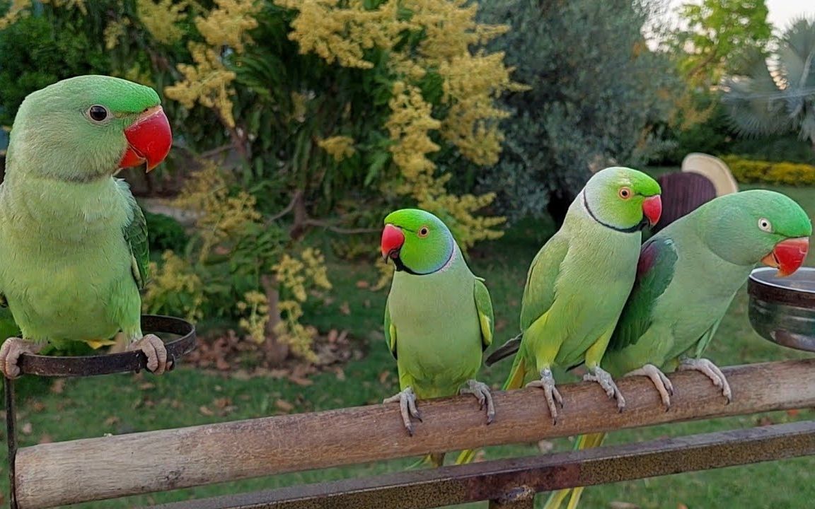 【小鸟】神奇的印度鹦鹉-自然的声音
