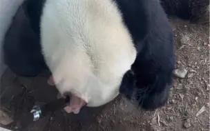 Скачать видео: 一大早萌兰在老地方又开挖！主打一个左右开弓，坚持不懈