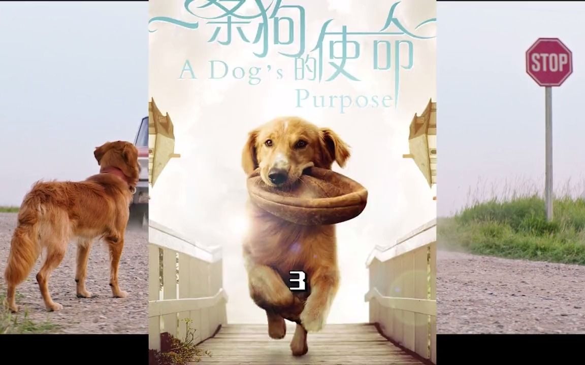 你可知道,狗狗的眼里 只有你一个人.