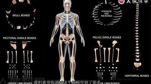 人体科学】人体骨骼系统解剖学知识问答_哔哩哔哩_bilibili