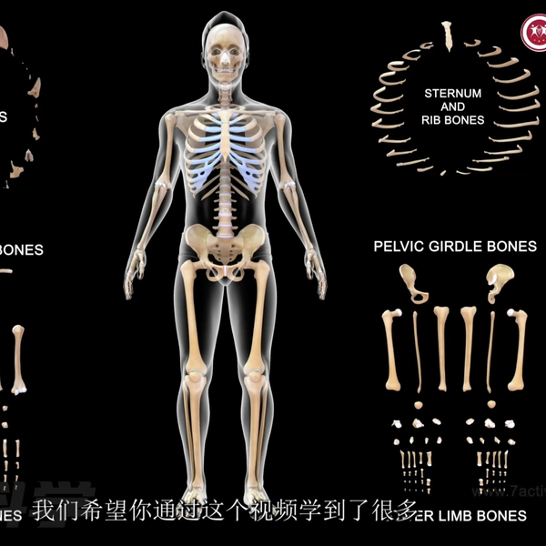 人体系統解剖学-