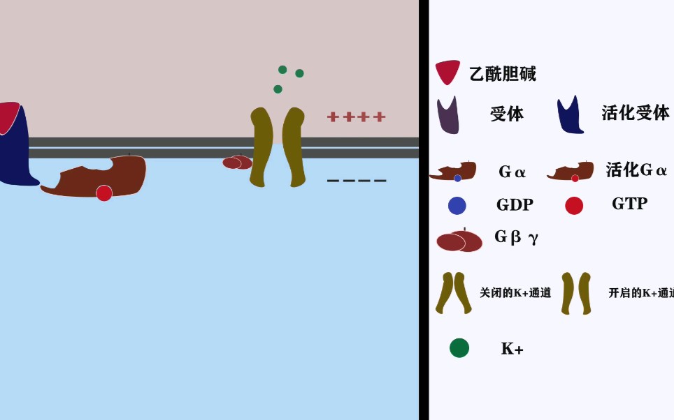 [生物]G蛋白偶联受体动画哔哩哔哩bilibili