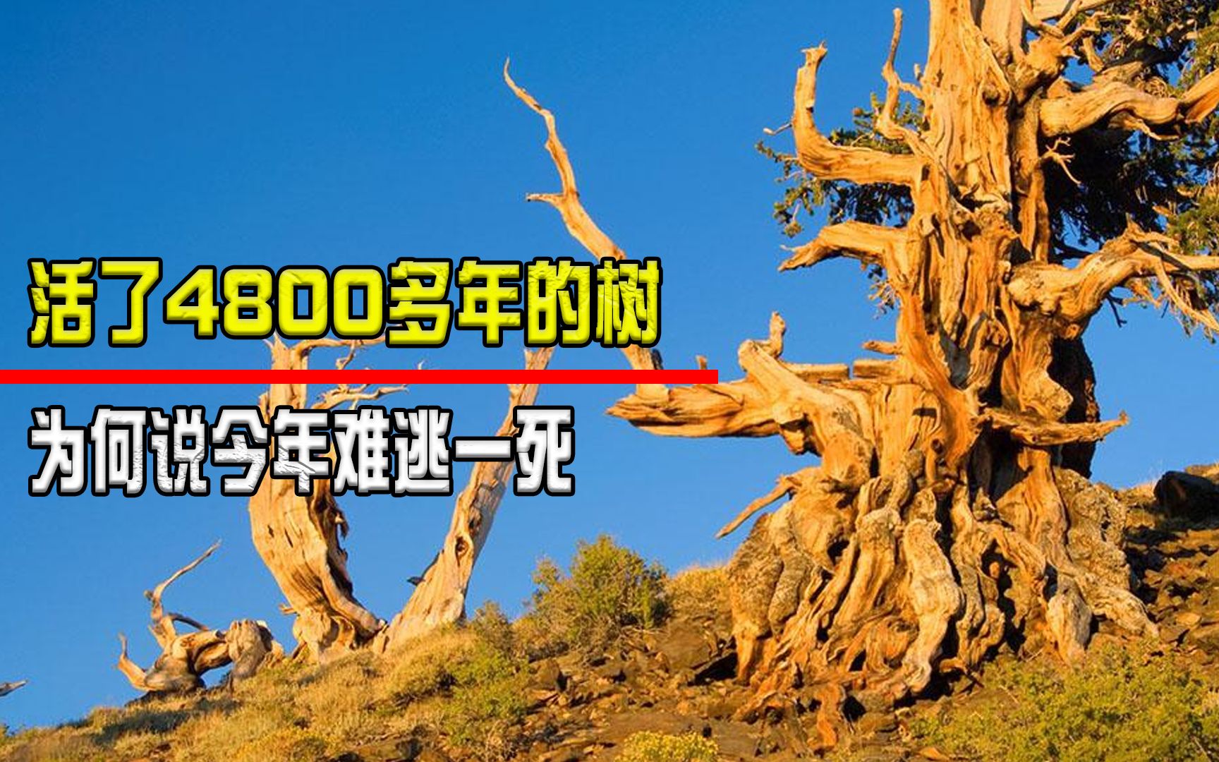 世界最长寿的树,挺了4800多年,为什么说它可能活不过今年?哔哩哔哩bilibili