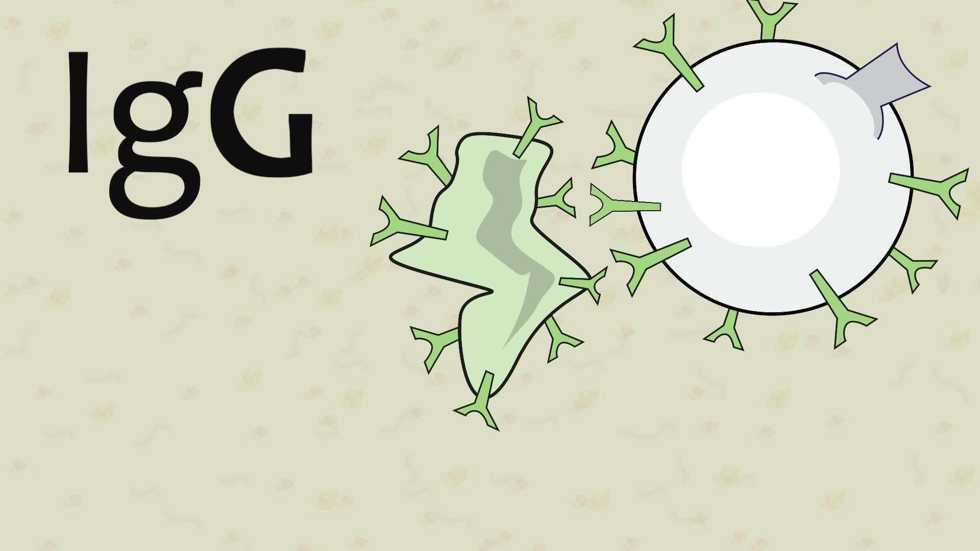 抗体种类及功能Antibody Immunoglobulin Immune Function哔哩哔哩bilibili