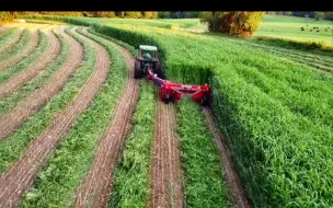 Скачать видео: 牧草品种很多，千万不要去投资这样没有技术