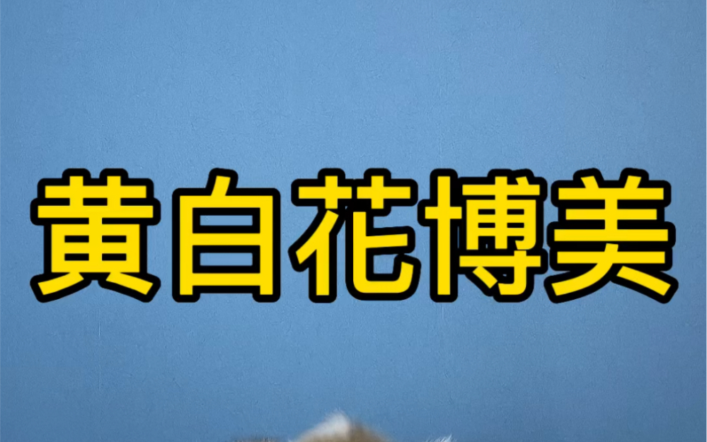 黄白花博美出窝