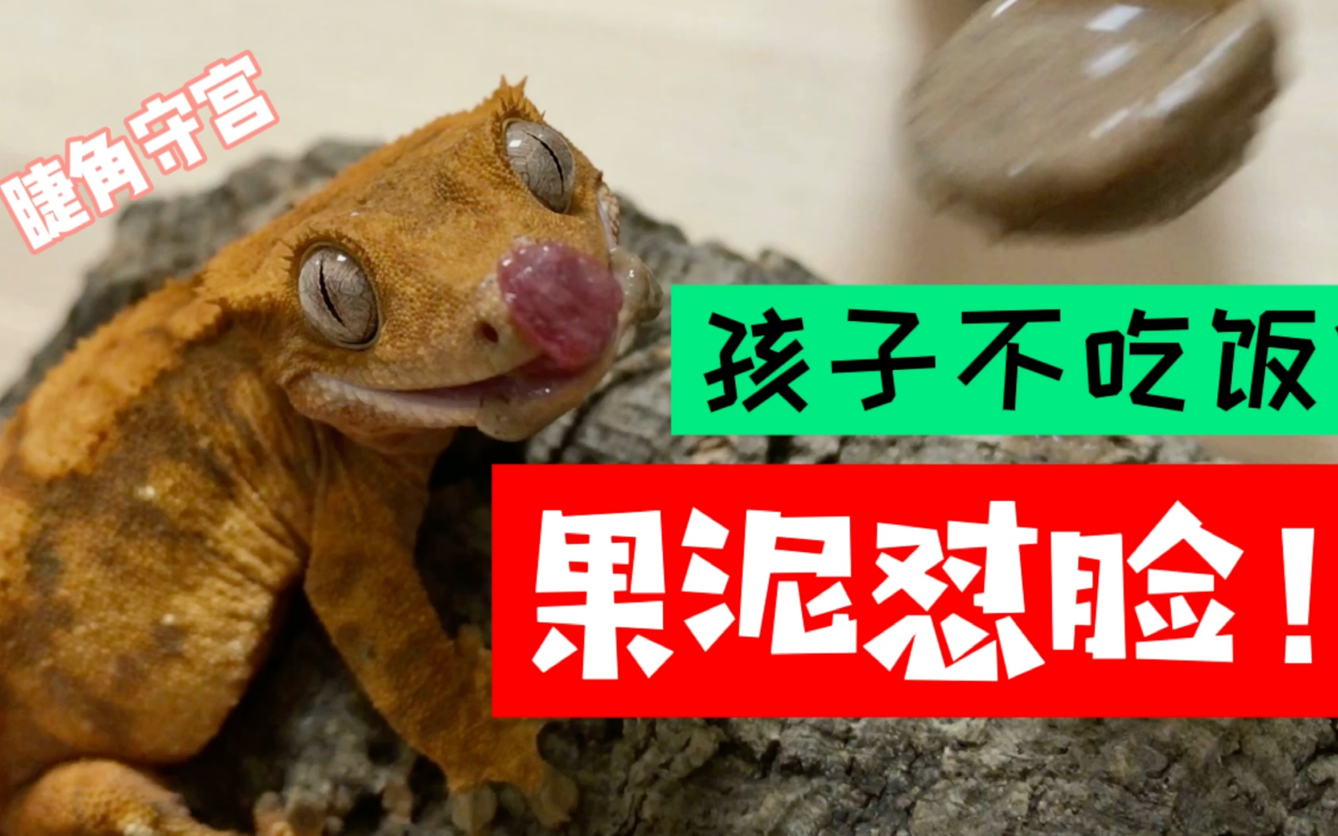 睫角守宫果泥喂食技巧
