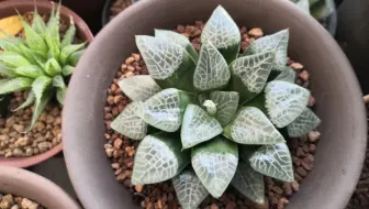 东京鹤仙园的多肉植物 哔哩哔哩 Bilibili