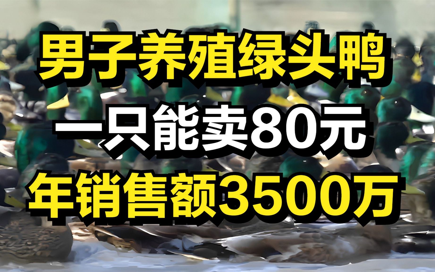 男子养殖绿头鸭,一只能卖80元,年销售额达3500万元!哔哩哔哩bilibili