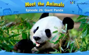 Tải video: 认识动物：大熊猫 Meet the Animals Giant Panda