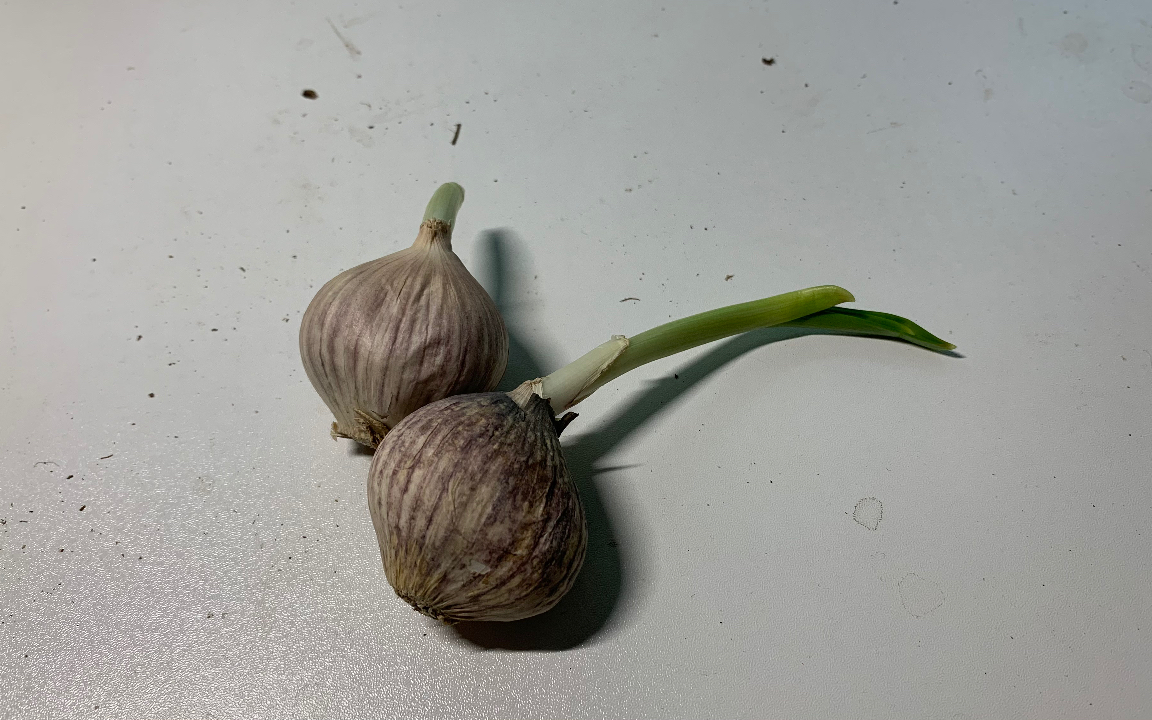 活动作品家里的两颗独蒜发芽了于是我把它们给种了