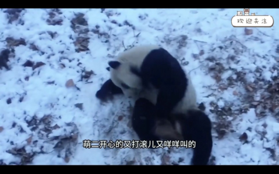 萌家二小子可爱玩雪~哔哩哔哩bilibili