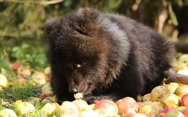【小熊】还有人记得普扎吗 小美熊吃苹果(旧视频)