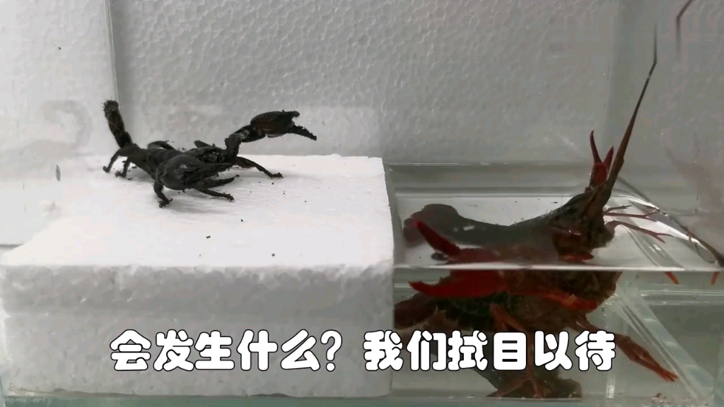 龙虾vs蝎子