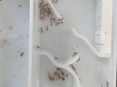 双隆骨铺道蚁捕食华扭白蚁(大嘘)