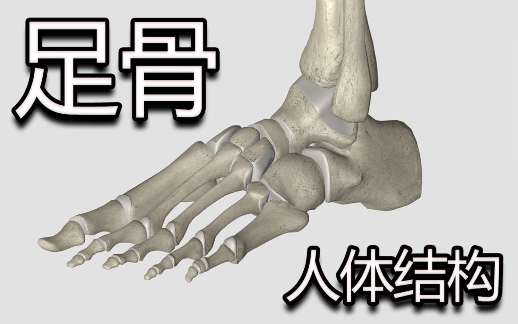 人体结构解剖分析之足骨哔哩哔哩bilibili