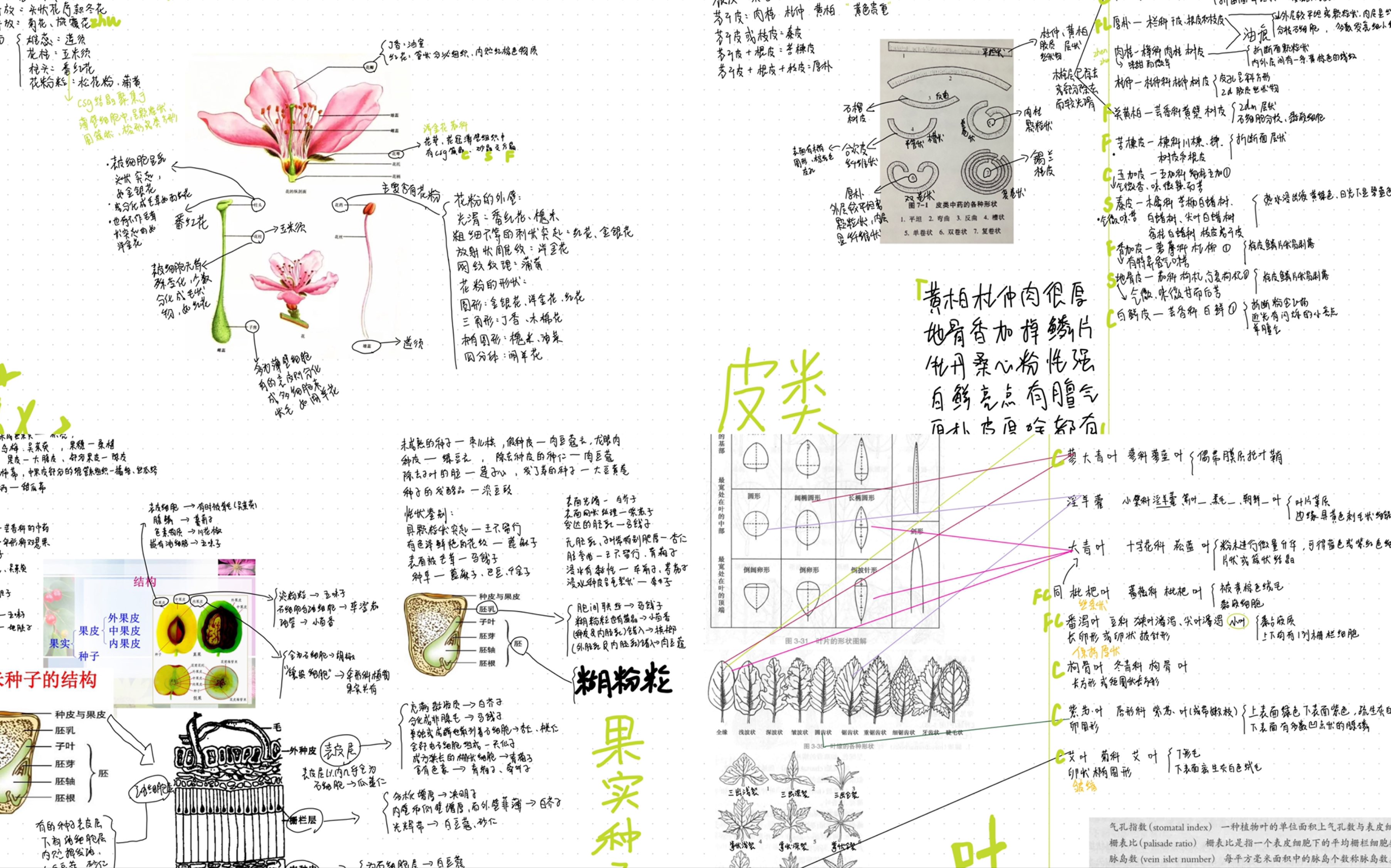 [图]《中药鉴定学》也可以这么学 ｜ 关于《中药鉴定学》的学习思路？？？ ｜ 部分章节横向整理