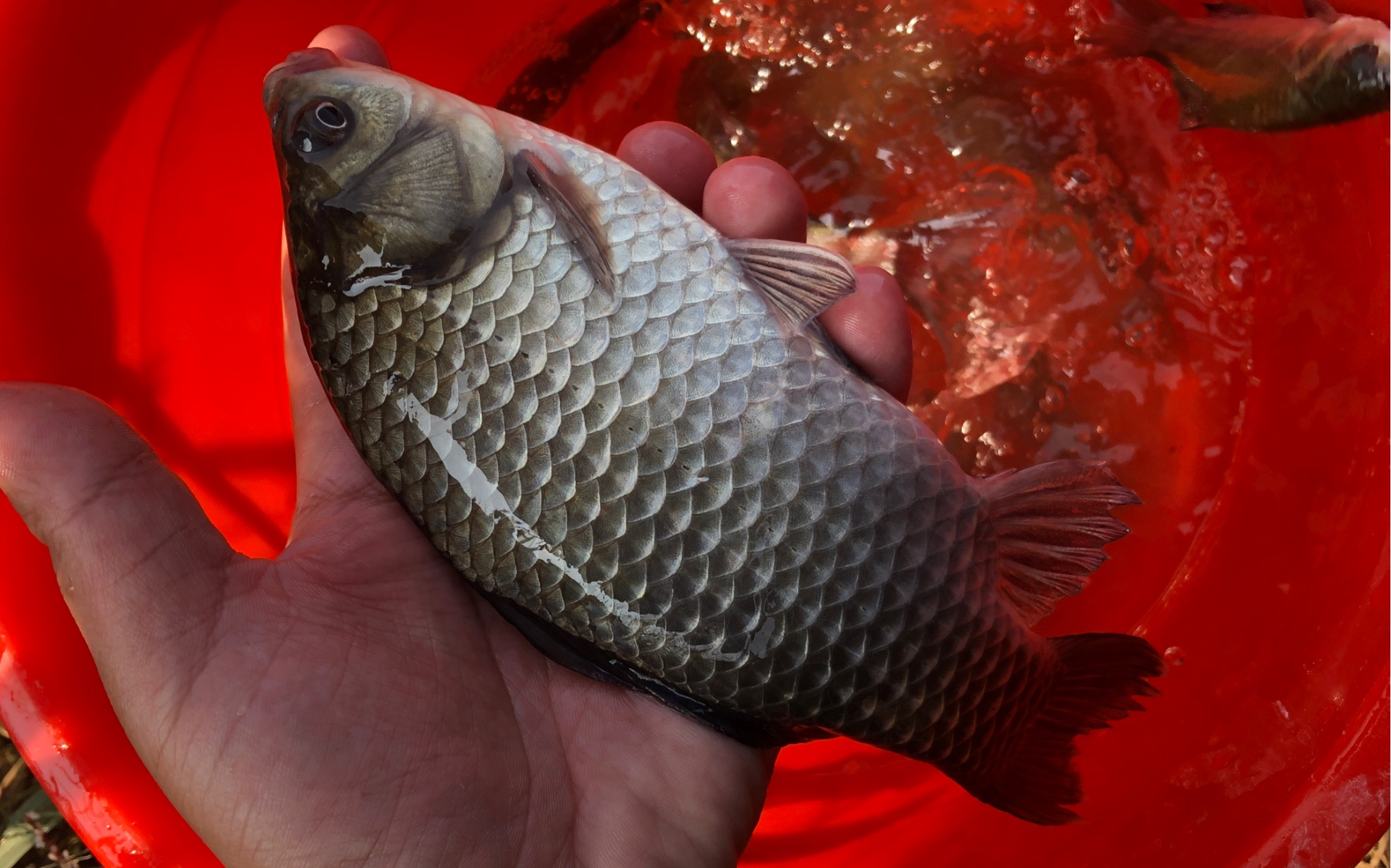 活动  昨天跑了一条大鱼,今天再过来野钓,钓获大板鲫,是工程鲫吗?