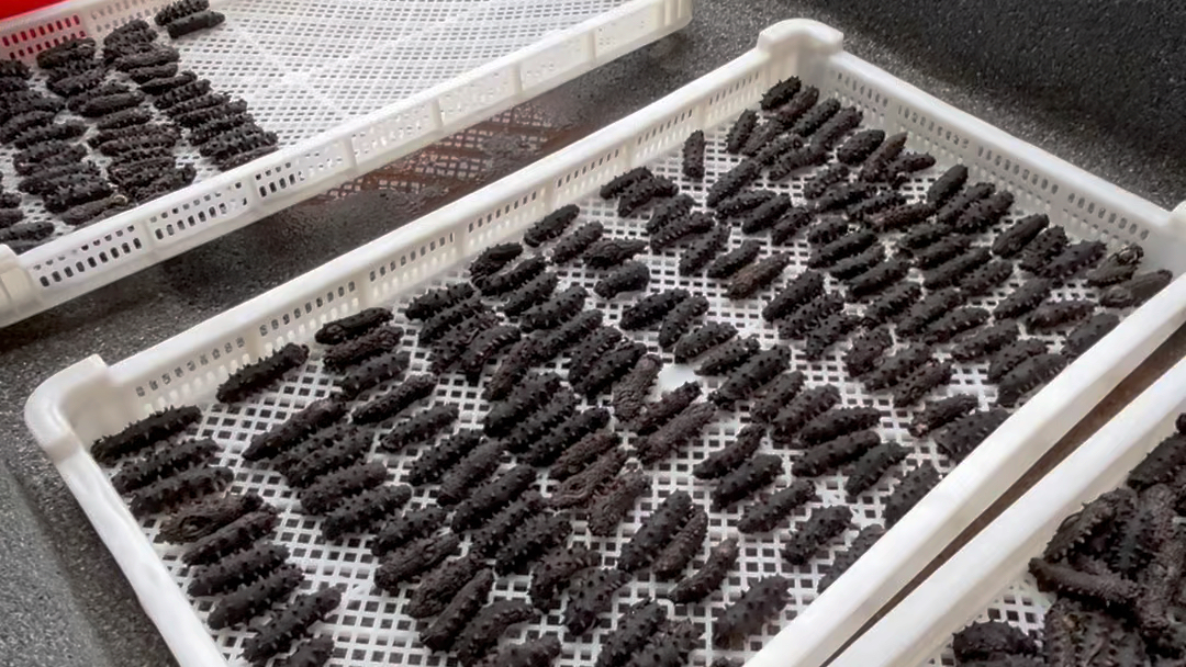 晒海参vlog晾晒海参全过程话痨妈妈和海参聊天版