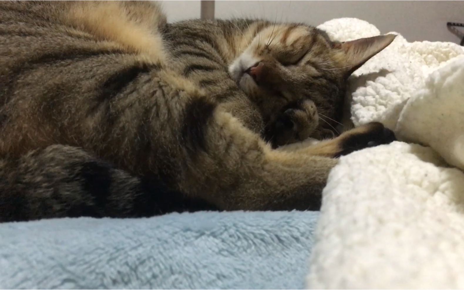 【记录我家的猫-3】一个无聊的猫猫睡觉记录