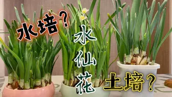 家里种上一片水仙花 好看而且香气扑鼻 不用照顾也能年年开花 哔哩哔哩 Bilibili 家里种上一片水仙花 好看而且香气扑鼻 不用照顾也能年年开花 哔哩哔哩 Bilibili