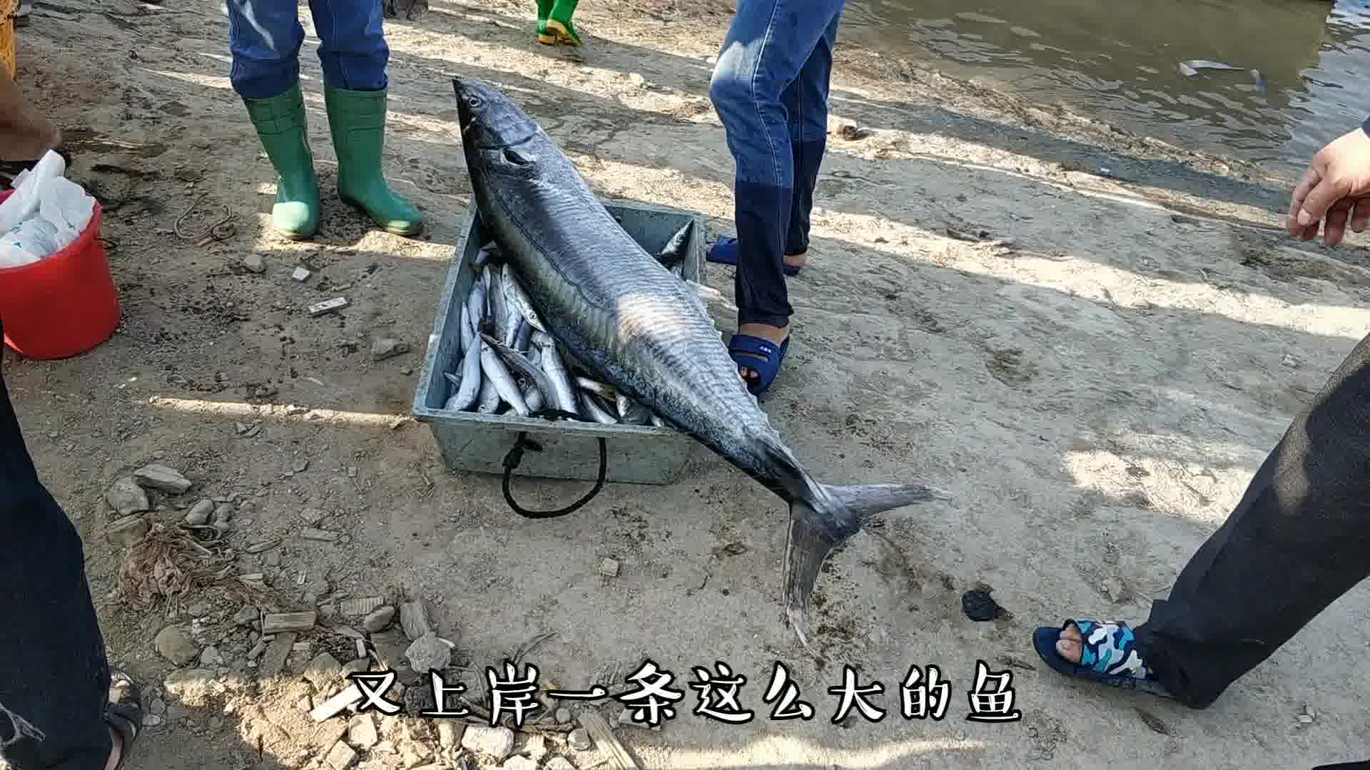 汕头南澳岛海鲜批发市场,刚上岸海鲜都整盘卖,来看看价格怎么样哔哩哔哩bilibili