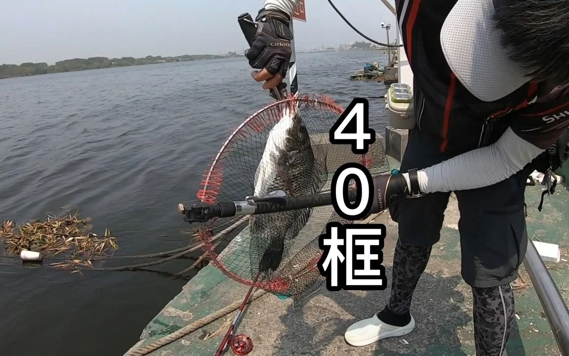 海釣前打釣黑鯛魚,秘籍大公開,貼壁貼地貼船底,實戰教學