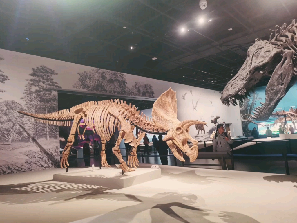 福建博物院自然馆恐龙图片