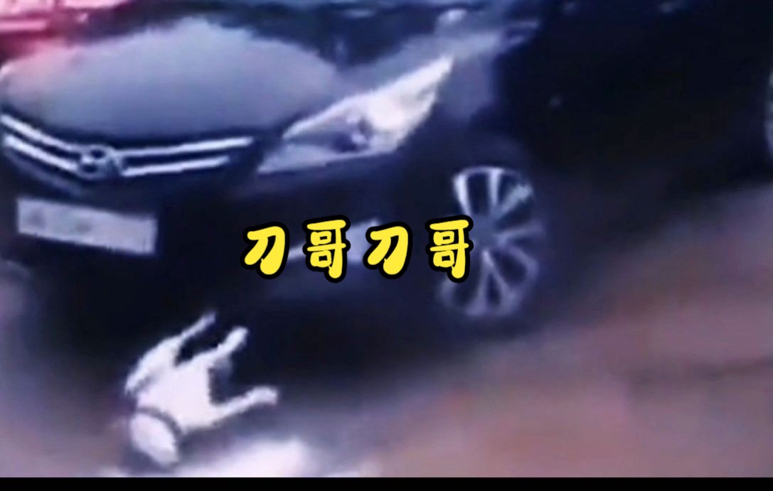 这几天比较火的狗狗刀哥视频合集_哔哩哔哩_bilibili