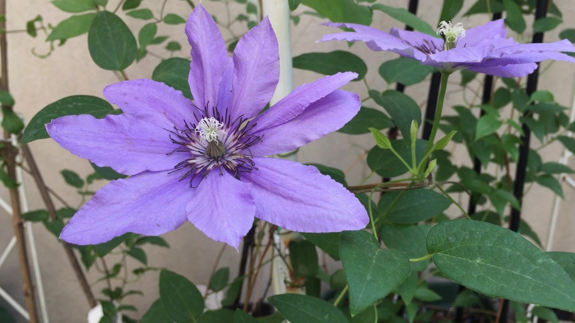 【楼底小花园】铁线莲巴黎风情的变化,现在已经完全张开了