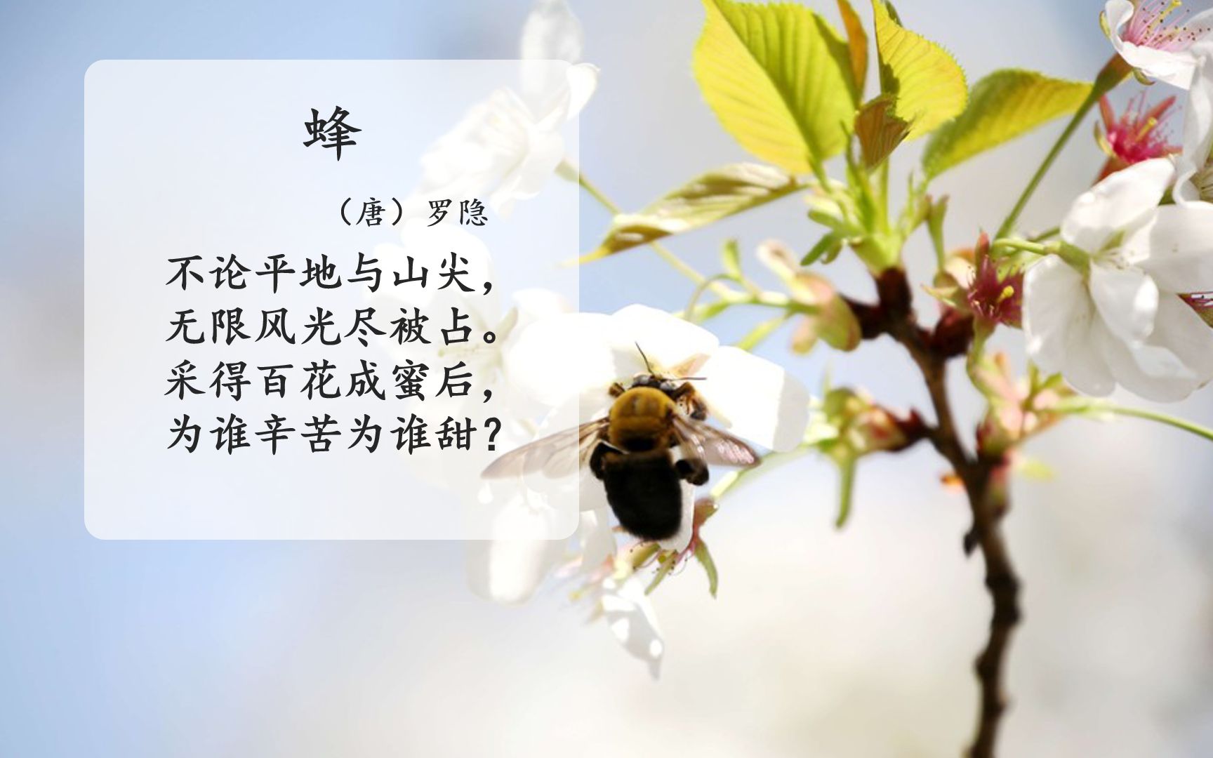 蜜蜂的诗句 古诗图片