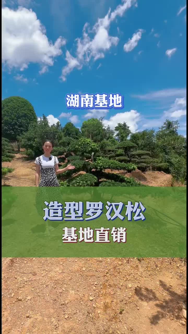 造型罗汉松清地大甩卖