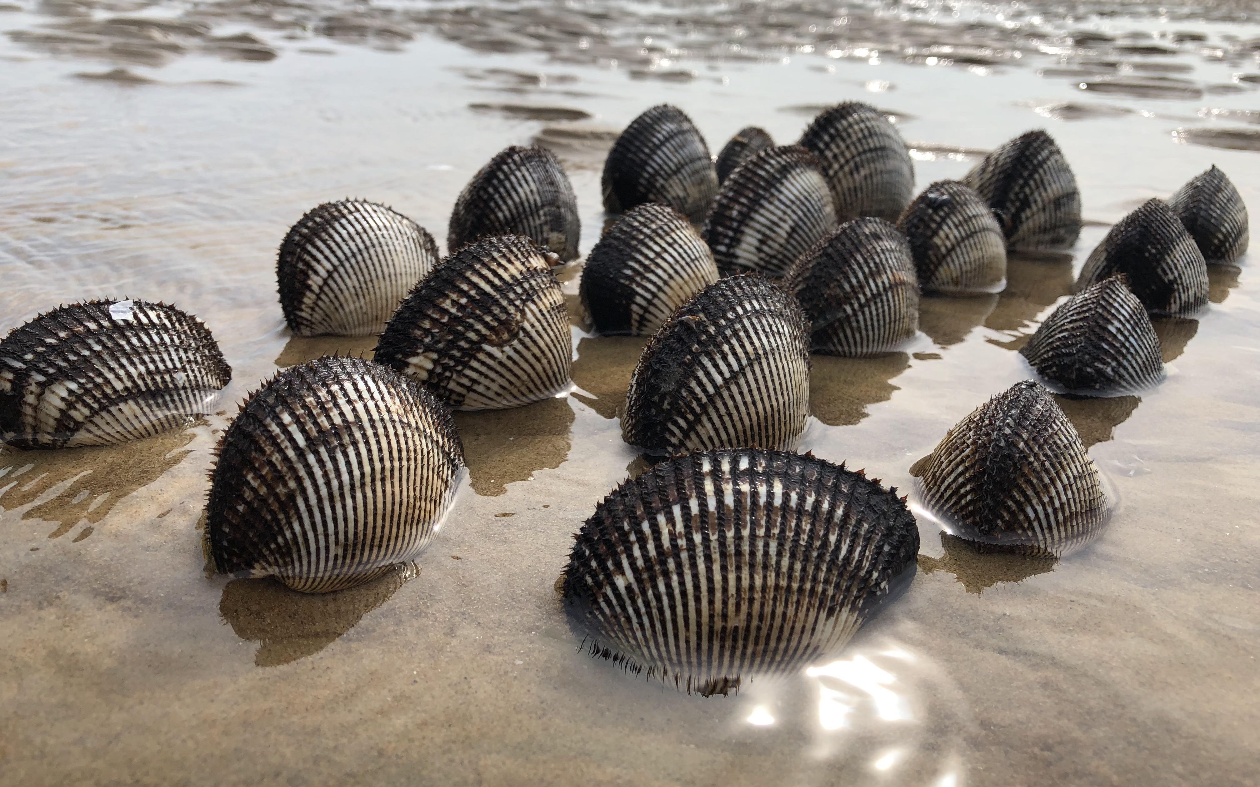 狂风暴雨后赶海,拳头大的毛蛤蜊正在打窝,被二哥发现老巢几十个