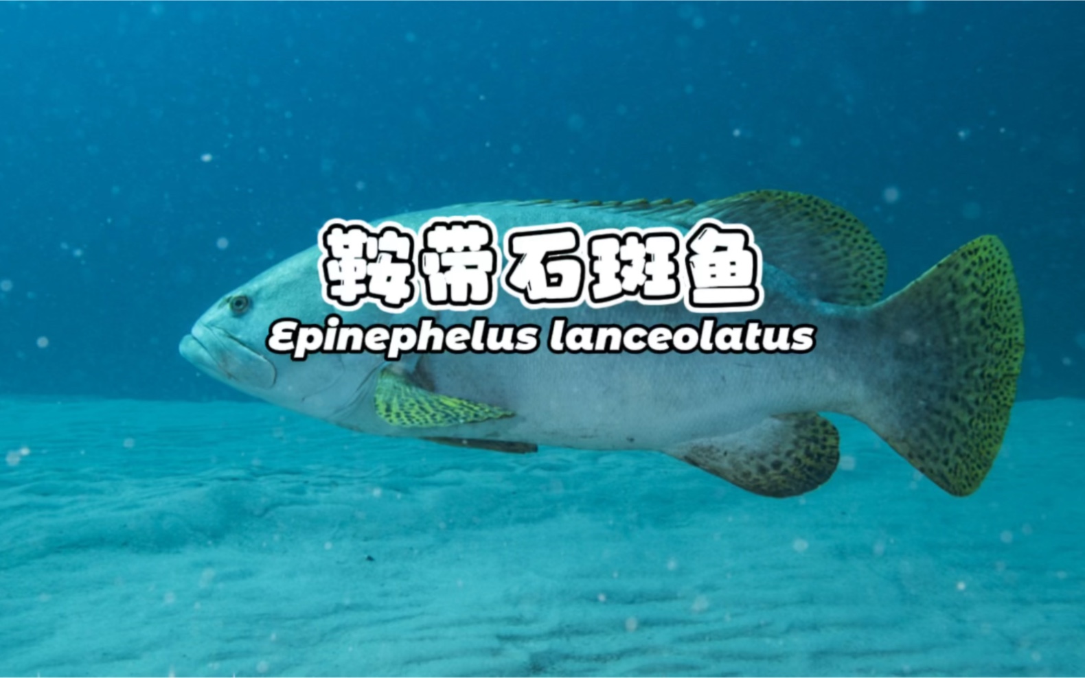 龙趸/龙胆,鞍带石斑鱼Epinephelus lancenlatus哔哩哔哩bilibili