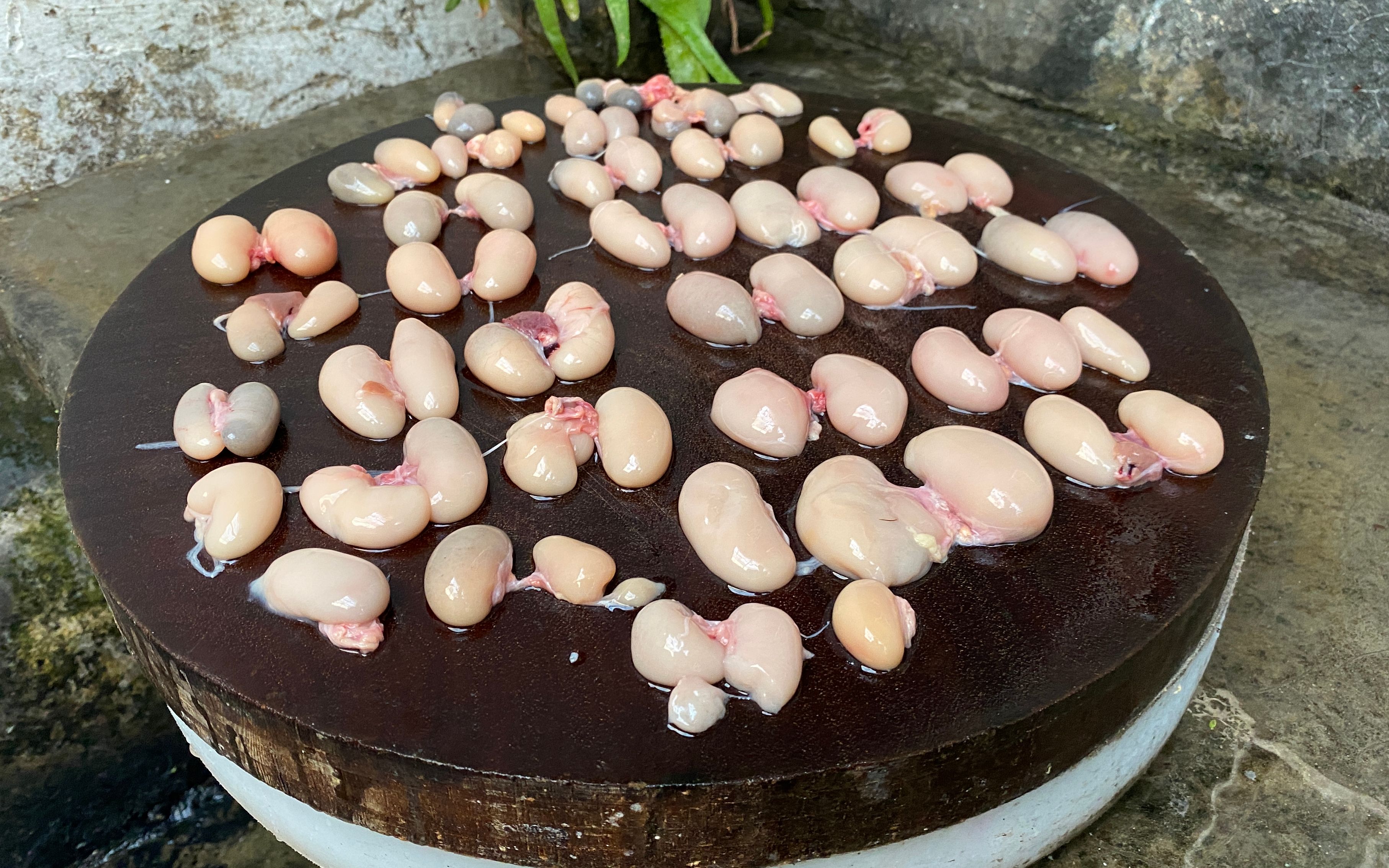 100元买了一斤"公鸡蛋",看看小伙这什么吃法,真是人间美味_哔哩哔哩