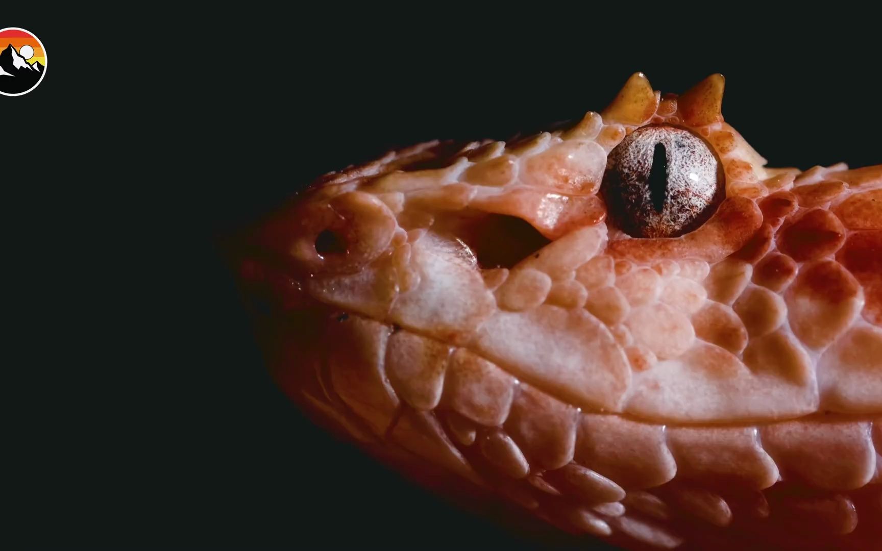 【狼叔】睫角棕榈蝮 vs 手套