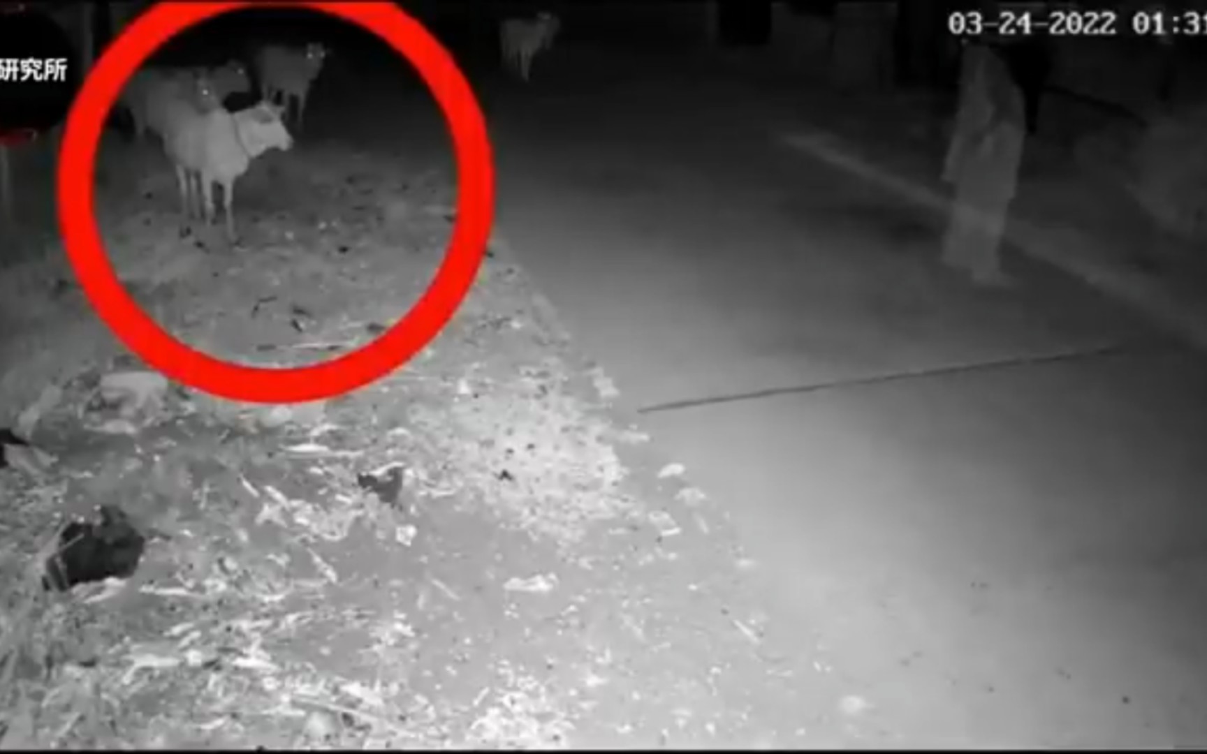 监控下拍到的【灵异】一幕,不建议晚上看!镜头下的灵异事件