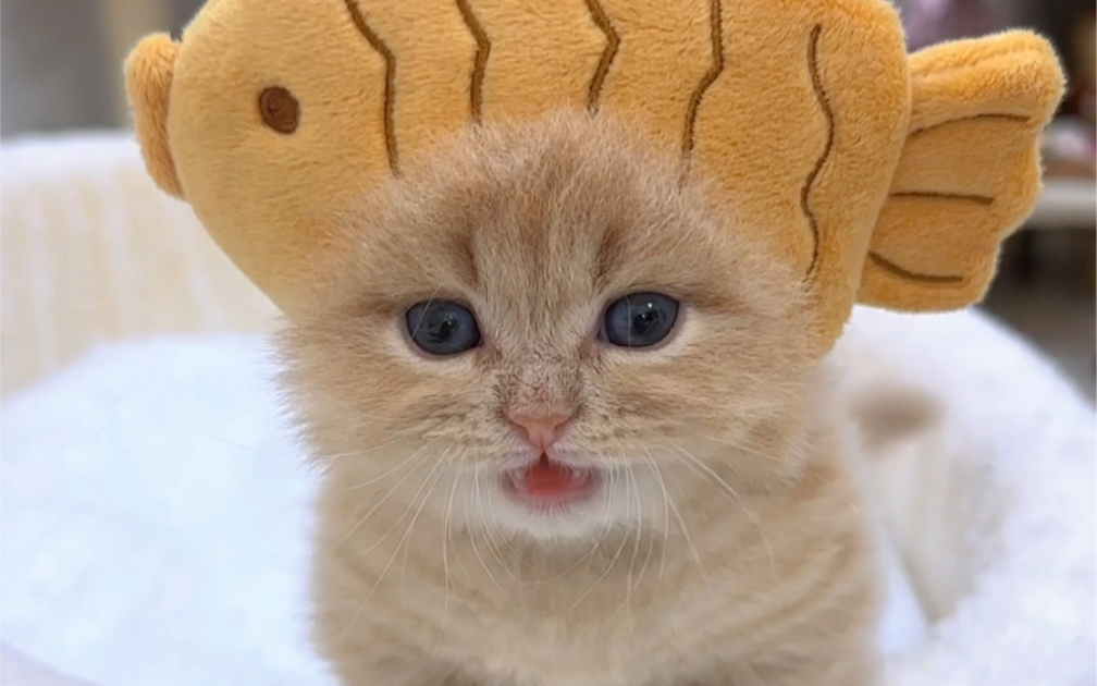 我家小猫睡姿真的一个比一个奇怪