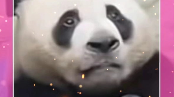 大胖子灵岩,我今天也好委屈,为什么我总是这么委屈