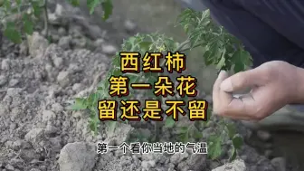 Download Video: 西红柿第一朵花剪掉还是留着