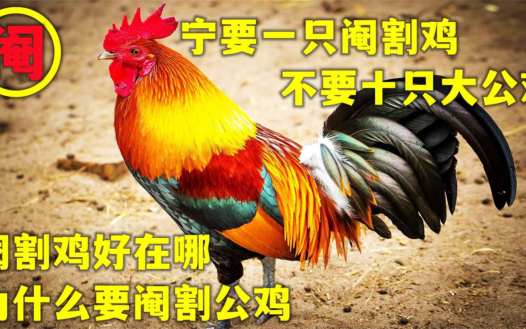 [图]为啥说宁要一只阉割鸡不要十只大公鸡？阉割鸡好吗？为啥要阉割？