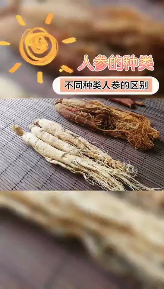 人参和红参哪个好?人参种类有哪些?哔哩哔哩bilibili