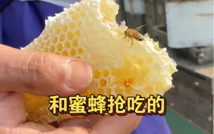 下载视频: 和蜜蜂抢粮食吃。